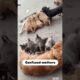 These cute puppies confused their mother #dog #puppy #puppies #feeding #cute #love #shorts #trending