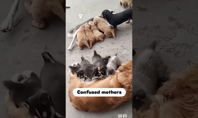 These cute puppies confused their mother #dog #puppy #puppies #feeding #cute #love #shorts #trending