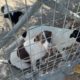 Three More Puppies Abandoned and my Shelter is Full! - Takis Shelter