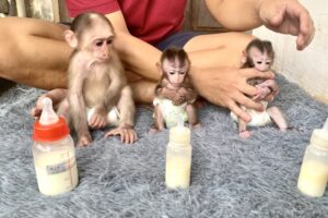 Three cute baby monkeys waiting for their father to make milk to drink - monkeys milk