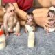 Three cute baby monkeys waiting for their father to make milk to drink - monkeys milk