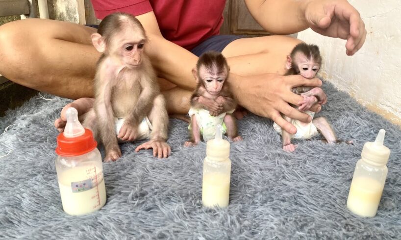 Three cute baby monkeys waiting for their father to make milk to drink - monkeys milk