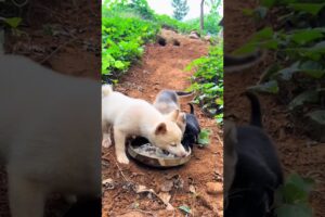 Three cute puppies drinking milk together