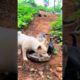 Three cute puppies drinking milk together