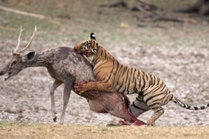 Tiger Attack and Eat Deer - Shocking Animal Fight | Savage Predator vs Prey Showdown!