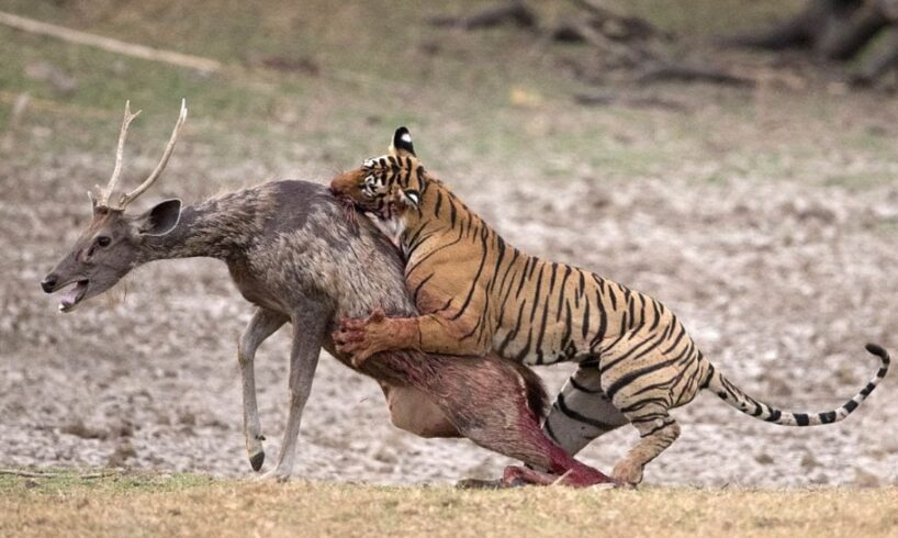 Tiger Attack and Eat Deer - Shocking Animal Fight | Savage Predator vs Prey Showdown!