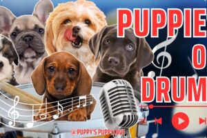 🐶 TikTok Cutest Puppies Drumming Compilation! 🥁 #PuppyDrummers #cutecompilation