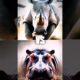 Top 5 strong animal fight :(alifant,lion,,,etc)#shortvideo #fighting