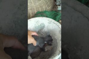 Top Animal Expert Shares Best Way to Care for Abandoned Kittens