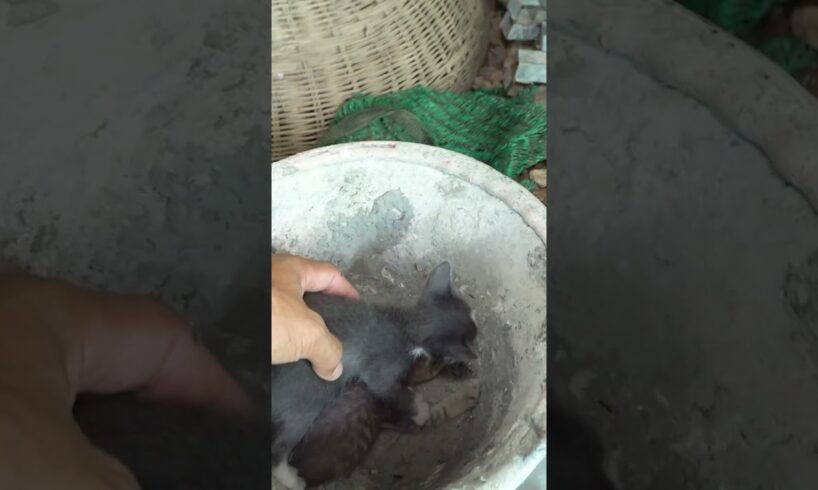 Top Animal Expert Shares Best Way to Care for Abandoned Kittens