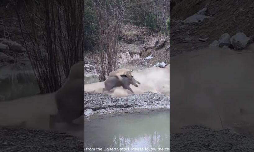 Top predator - Tiger and boar #shorts #animals #nature #wild #wildanimals #Tiger #boar