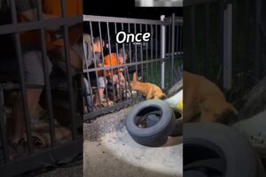 Trapped Dog Saved | Brave Men’s Quick Thinking to the Rescue! #dog #doglover #love #animals