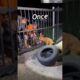 Trapped Dog Saved | Brave Men’s Quick Thinking to the Rescue! #dog #doglover #love #animals