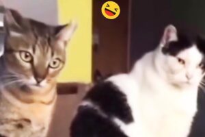 Try Not To Laugh At The Funniest Cats And Dogs 😺🐶 New Funny Animal Videos 🐧