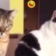 Try Not To Laugh At The Funniest Cats And Dogs 😺🐶 New Funny Animal Videos 🐧