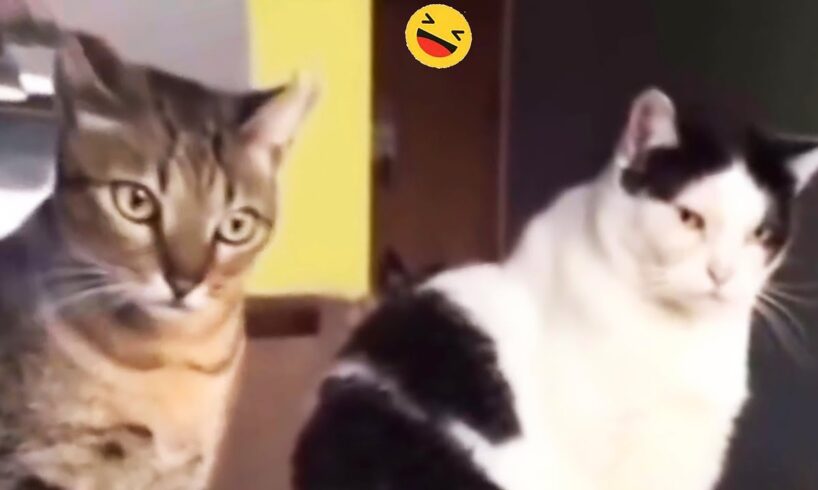 Try Not To Laugh At The Funniest Cats And Dogs 😺🐶 New Funny Animal Videos 🐧