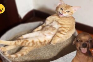 Try Not To Laugh At These NEW Funny CATS And DOGS Videos 😺🐶