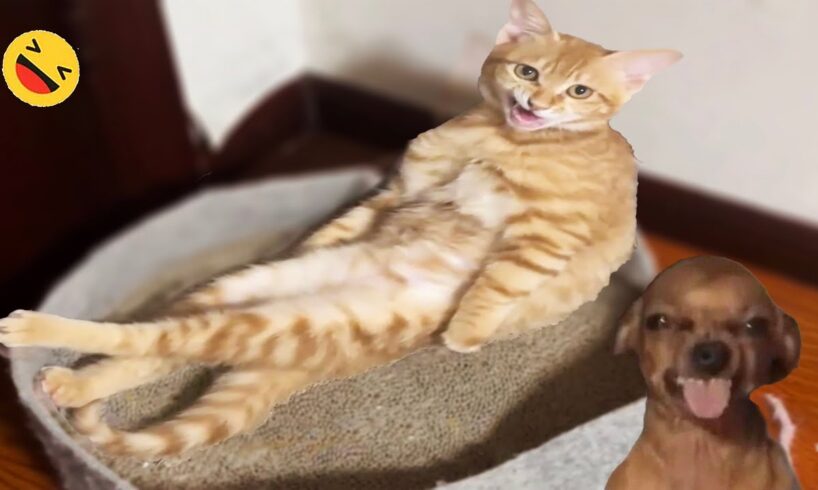 Try Not To Laugh At These NEW Funny CATS And DOGS Videos 😺🐶