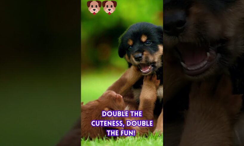 Two Adorable Puppies Playing Together 🐾 | Cutest Puppy Moments