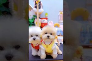 Two cute puppies. #shortsshorts #viralshort #viralvideo #poodle #usadogs #funydog1010 #pets #funny