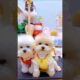 Two cute puppies. #shortsshorts #viralshort #viralvideo #poodle #usadogs #funydog1010 #pets #funny