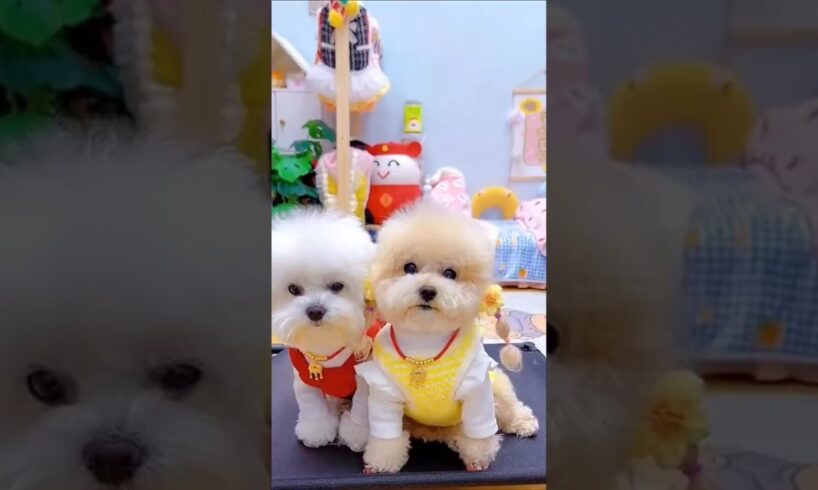 Two cute puppies. #shortsshorts #viralshort #viralvideo #poodle #usadogs #funydog1010 #pets #funny