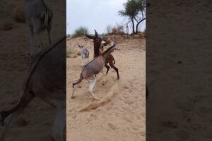 Two #donkey #animals #shortsfeed #ytshorts