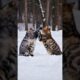 Two super cute cats playing in the snow #catsandsnow #cutecat