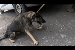 Ukrainian Volunteers Rescue The Pets Left Behind When Civilians Flee