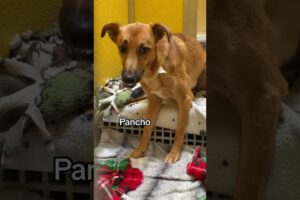 Utah Humane - Boots, Snoopy & Pancho