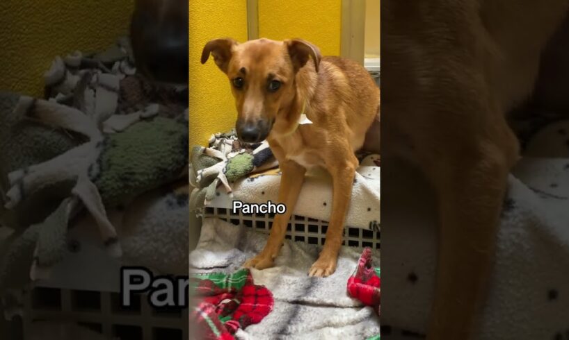 Utah Humane - Boots, Snoopy & Pancho