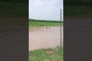 When A Rescue Dog Sees Someone Falling Into The Water, It Will Jump In To Save Them.