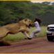 When Animals Go On A Rampage!! Animals Fighting