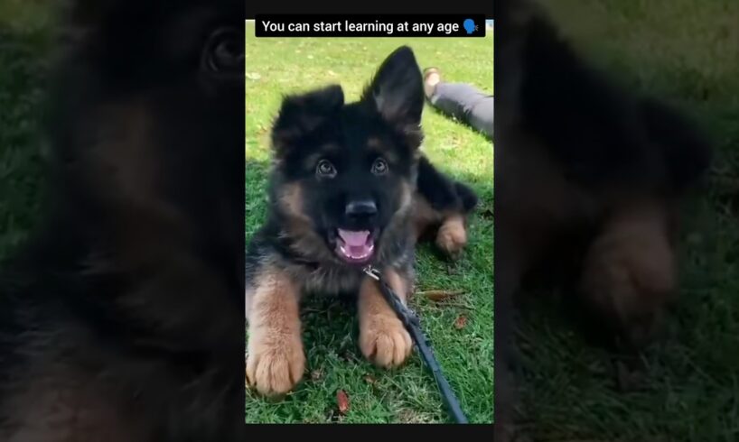 Who is cuter 🗣️   #germanshepherd #cute #puppies #dogtraining