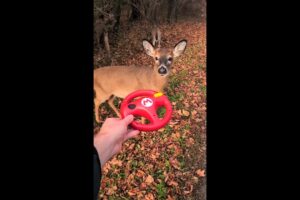 Wild Animals Play Mario Kart!