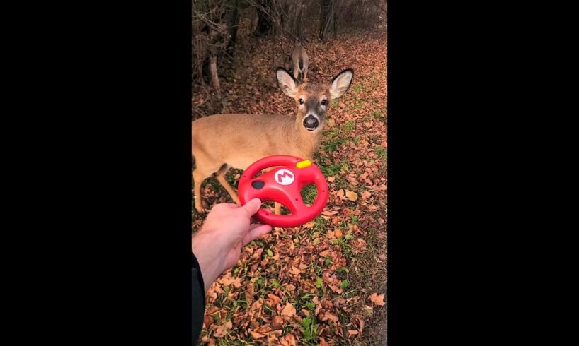 Wild Animals Play Mario Kart!