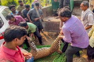 Wild Leopard Rescued || Caught in trap laid for Wild Boar