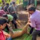 Wild Leopard Rescued || Caught in trap laid for Wild Boar