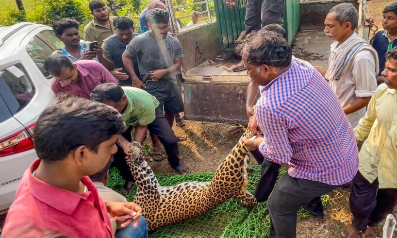 Wild Leopard Rescued || Caught in trap laid for Wild Boar