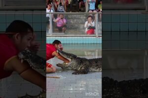 Wild animals can also be trustable - part 2 - Crocodile play show but this is not right