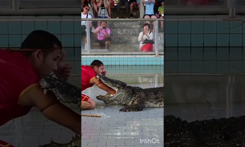 Wild animals can also be trustable - part 2 - Crocodile play show but this is not right