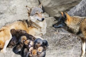 Wolf Giving Birth To Many Cute Puppies In The Wild