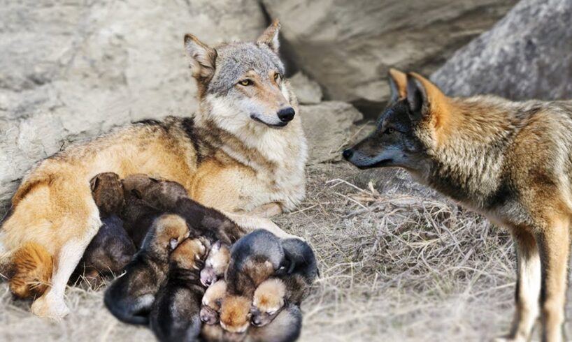 Wolf Giving Birth To Many Cute Puppies In The Wild