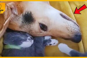 Woman Adopts Cat For Dog In Mourning, Finds Them Like This The Next Day