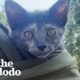 Woman Rescues Paralyzed Kitten At The Perfect Time | The Dodo