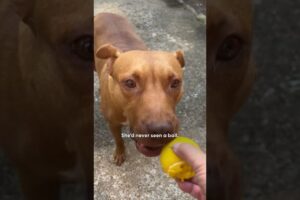 Woman Visits Stray Pittie Every Day For A Year To Gain Her Trust | The Dodo