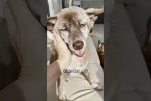 Woman saves a terrified dog