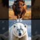 World Strongest Animals Fights #shorts #animals