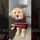 Would you be my friend? 🥹🌹 #puppy #goldenretriever #puppyvideos #dog #dogs