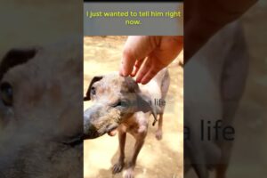 #abandoneddog  #animalhelpvideo #rescue #animalsaskingforhelp #dogrescueshelter #animalsvideo